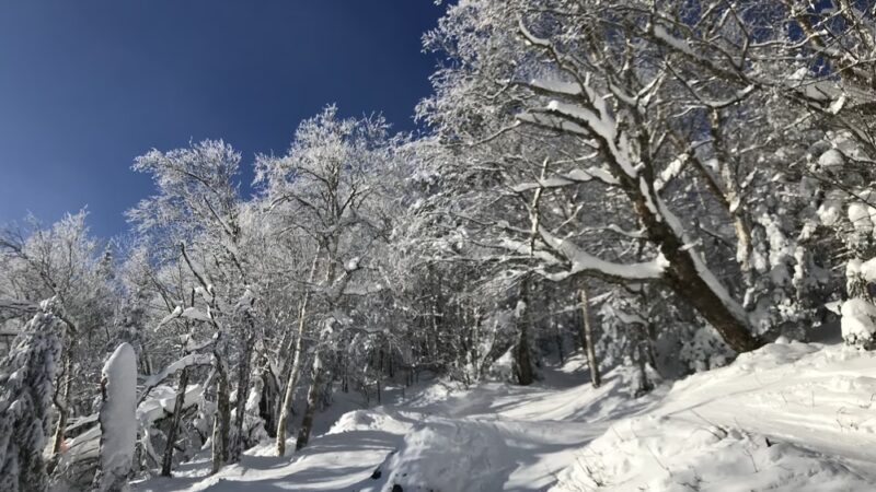 Jay State Forest - Richford, VT