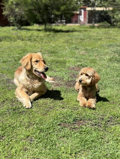 Truly Clear Dog Training - Richlands, NC