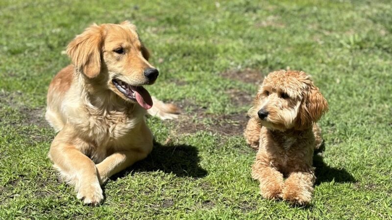 Truly Clear Dog Training - Richlands, NC