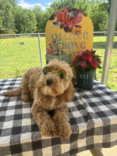 Truly Clear Dog Training - Richlands, NC