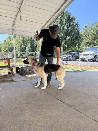 Truly Clear Dog Training - Richlands, NC