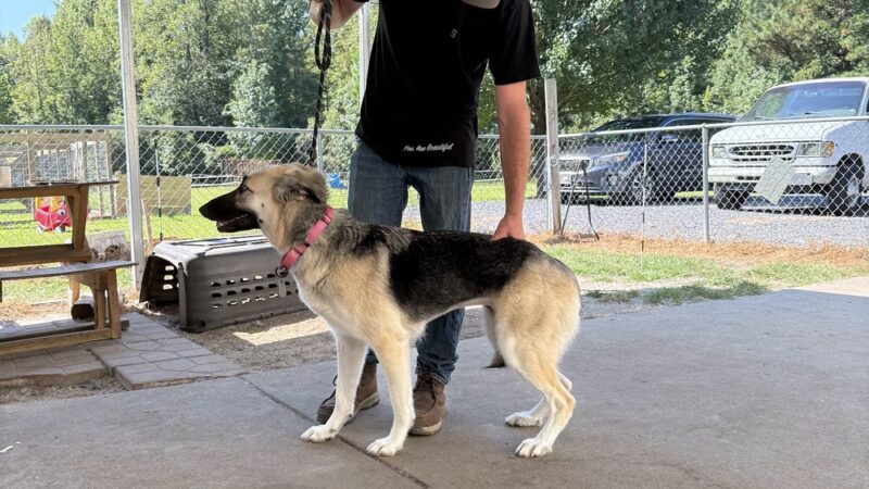 Truly Clear Dog Training - Richlands, NC