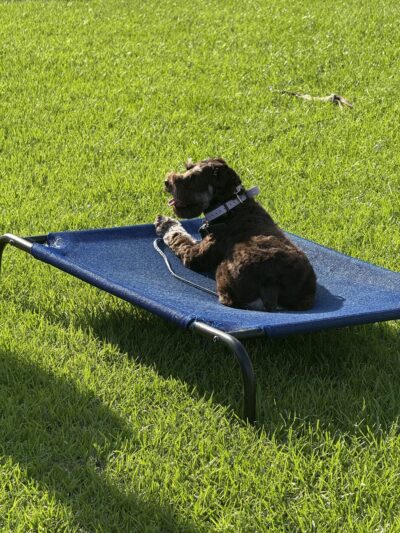 Truly Clear Dog Training - Richlands, NC