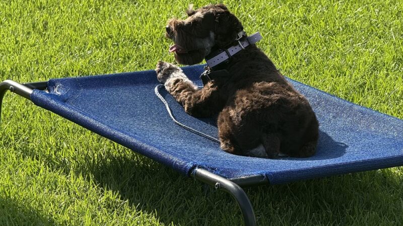 Truly Clear Dog Training - Richlands, NC