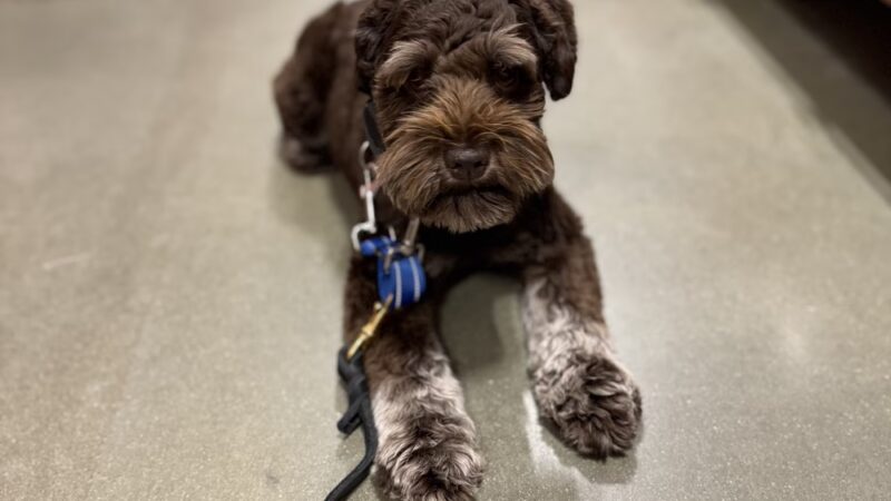 Truly Clear Dog Training - Richlands, NC