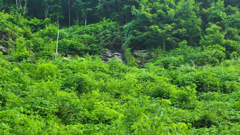 Critterville Playground - Richlands, VA