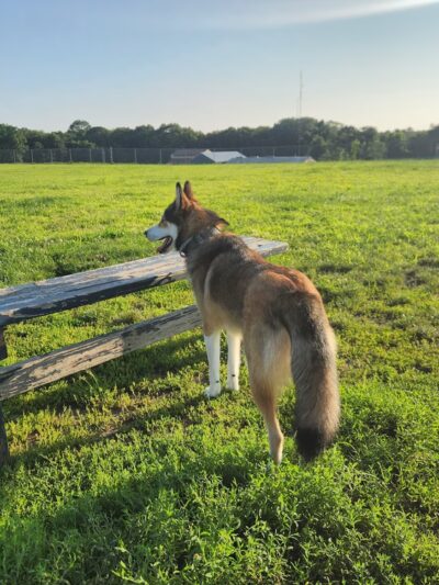 Richmond Dog Park - Richmond, RI