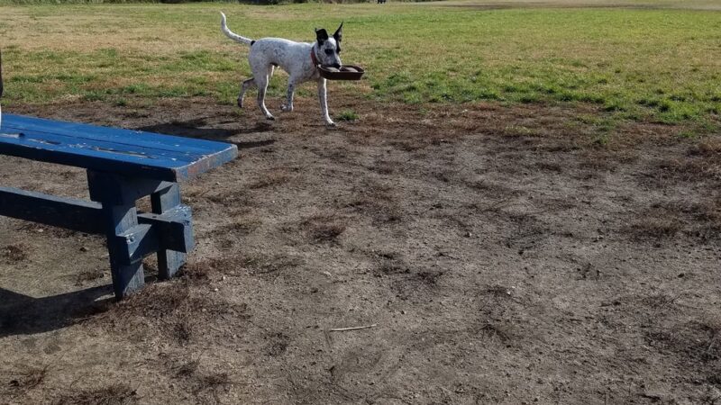 Richmond Dog Park - Richmond, RI