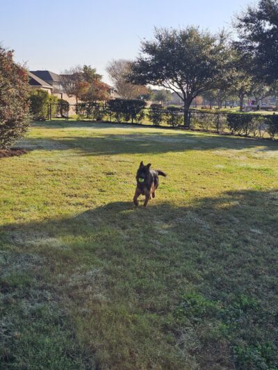 Lakes of Bella Terra Community Dog Park - Richmond, TX