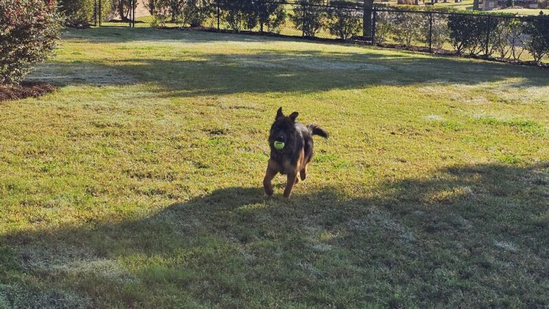 Lakes of Bella Terra Community Dog Park - Richmond, TX