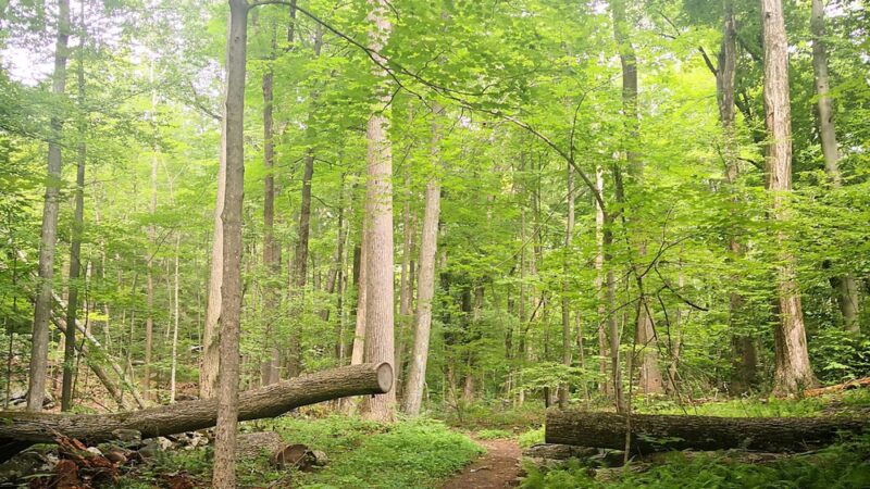 Lake Windwing - Ridgefield, CT