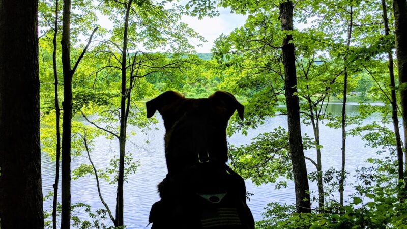 Lake Windwing - Ridgefield, CT