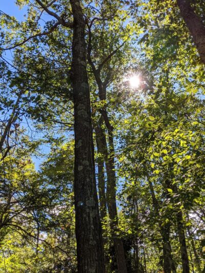 Pine Mountain Trail Head - Ridgefield, CT