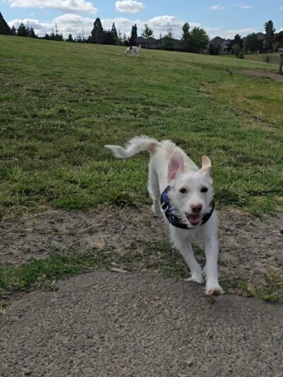 City of Ridgefield Dog Park - Ridgefield, WA