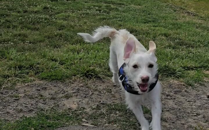 City of Ridgefield Dog Park - Ridgefield, WA