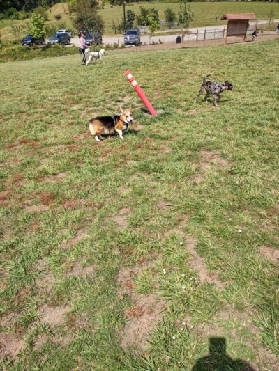 City of Ridgefield Dog Park - Ridgefield, WA