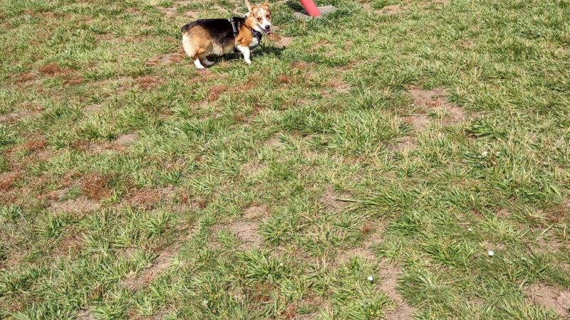 City of Ridgefield Dog Park - Ridgefield, WA