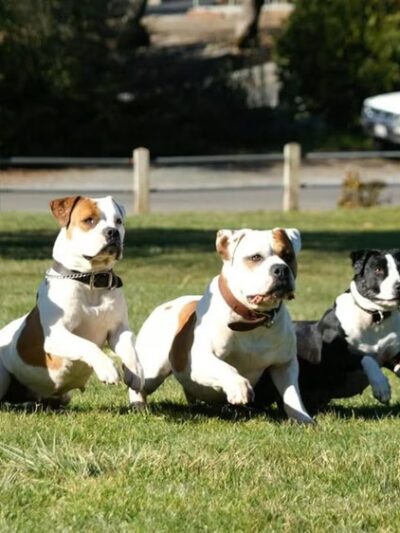 Ridley K9 Academy LLC - ,
