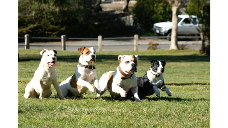 Ridley K9 Academy LLC - ,