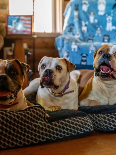 Ridley K9 Academy LLC - ,