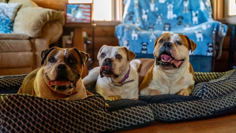 Ridley K9 Academy LLC - ,