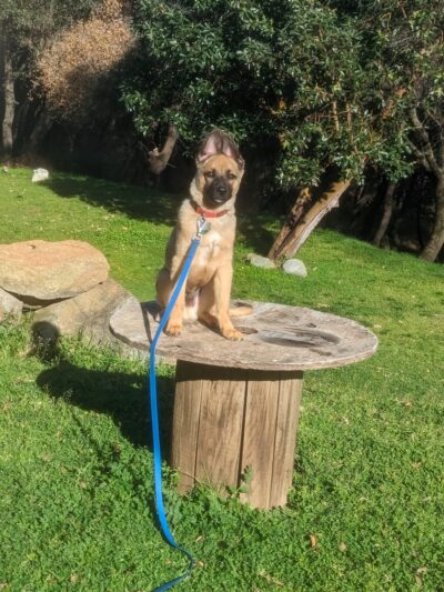 Ridley K9 Academy LLC - ,