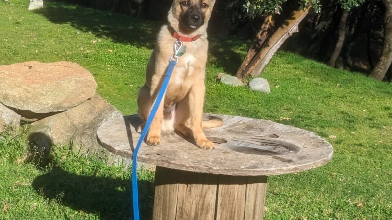 Ridley K9 Academy LLC - ,