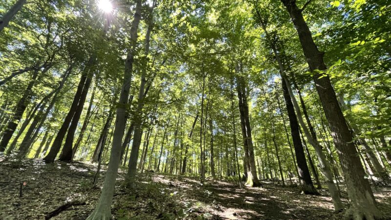 Heritage Conservancy Fuller Preserve Jere Knight Nature Trail - Riegelsville, PA