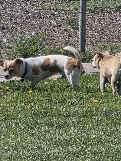 Rainbow Dog Park Parking - Rio Rancho, NM