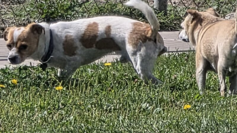 Rainbow Dog Park Parking - Rio Rancho, NM