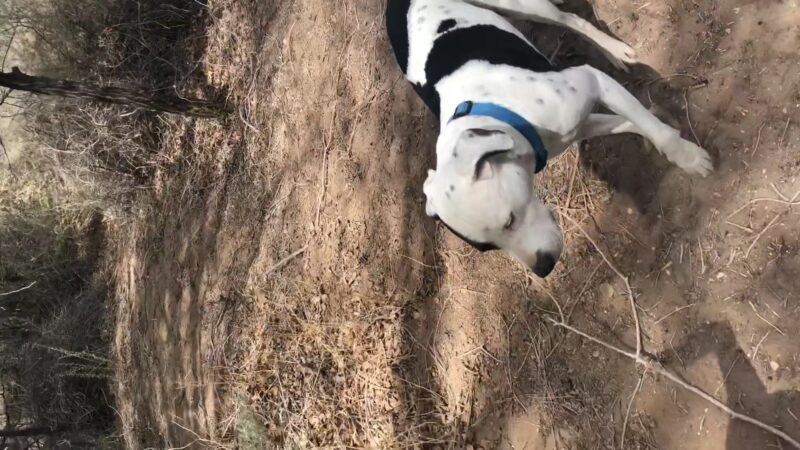 Rainbow Dog Park Parking - Rio Rancho, NM