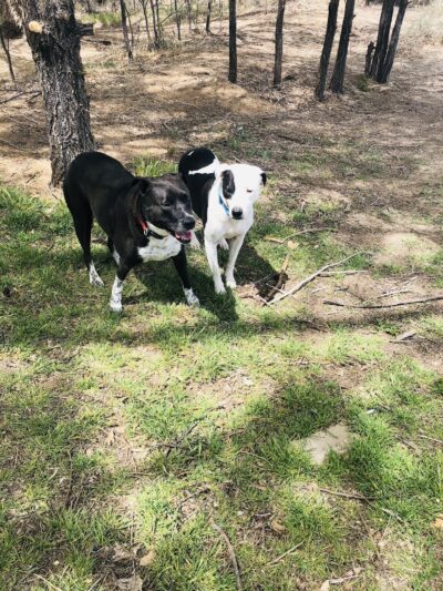 Rainbow Dog Park Parking - Rio Rancho, NM