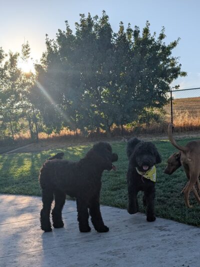 Val de Flores Dog Park - Rio Vista, CA
