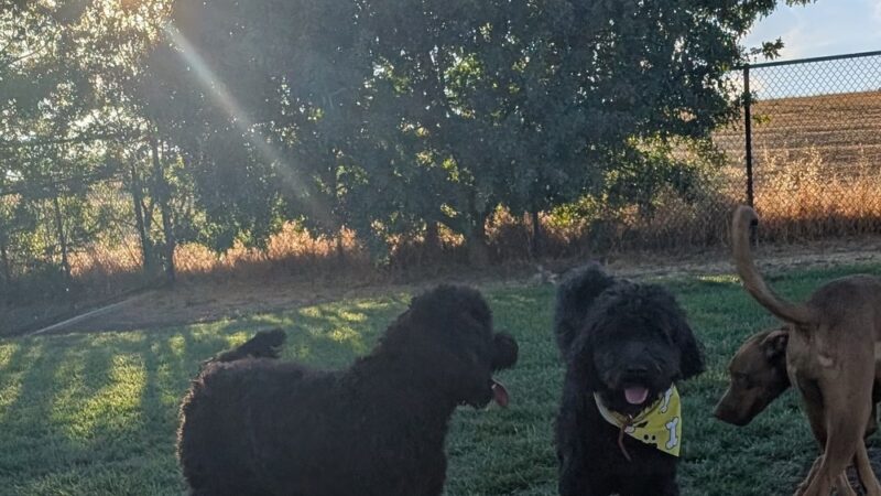 Val de Flores Dog Park - Rio Vista, CA