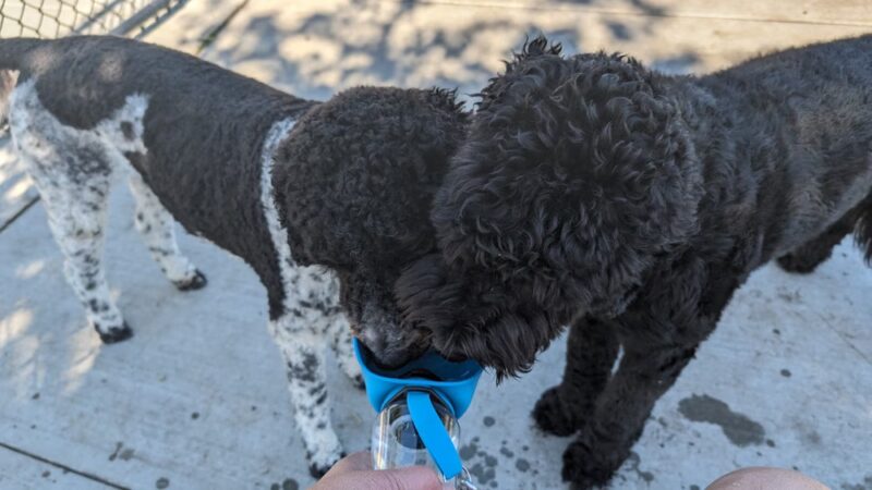 Val de Flores Dog Park - Rio Vista, CA