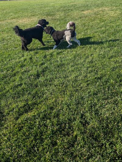 Val de Flores Dog Park - Rio Vista, CA