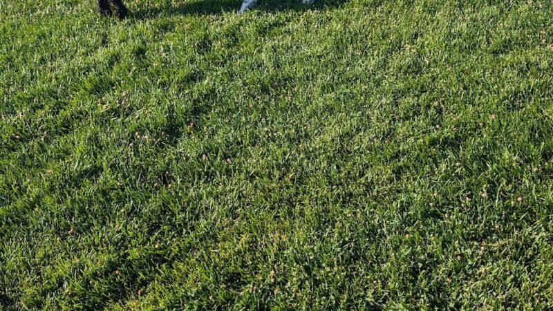 Val de Flores Dog Park - Rio Vista, CA