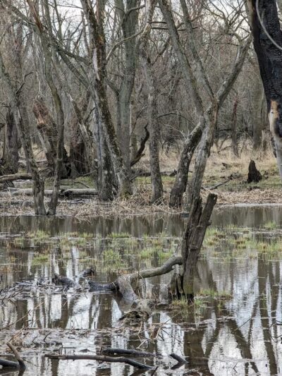 Evans Field - River Forest, IL