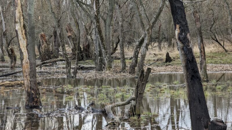 Evans Field - River Forest, IL