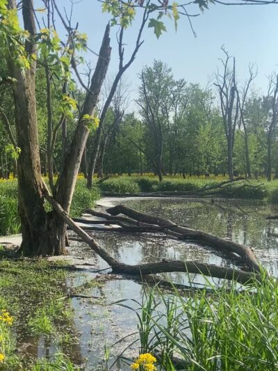 Evans Field - River Forest, IL