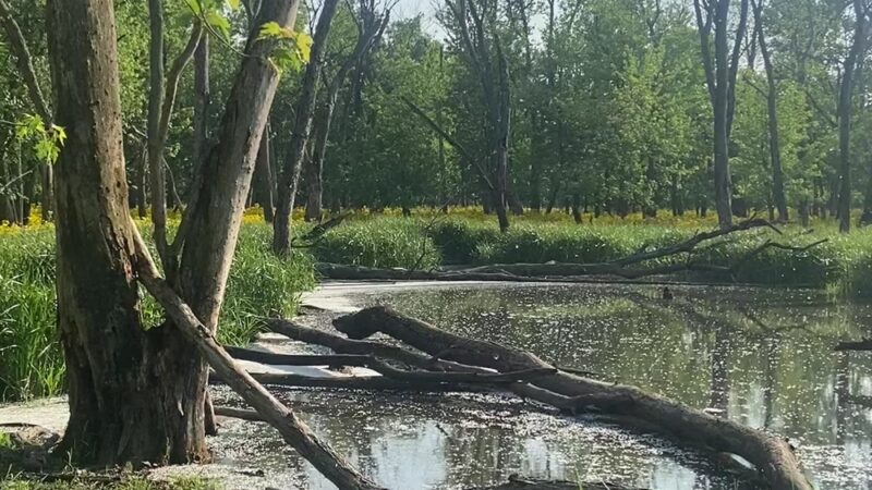 Evans Field - River Forest, IL