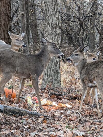 Evans Field - River Forest, IL