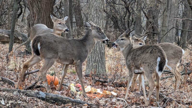 Evans Field - River Forest, IL