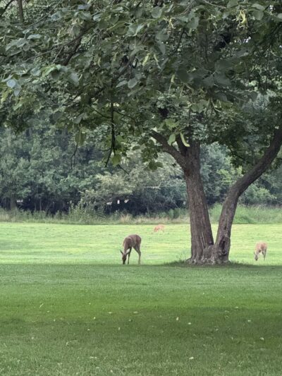 Evans Field - River Forest, IL