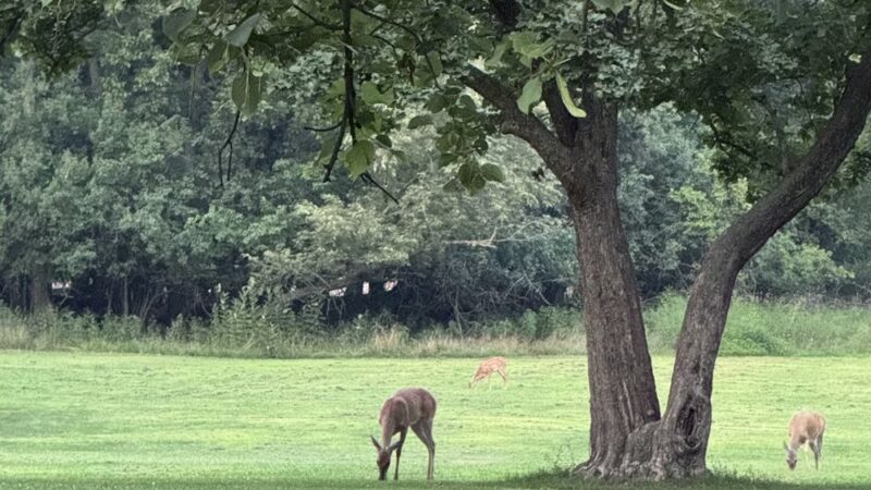 Evans Field - River Forest, IL
