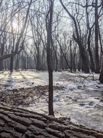 G.A.R. Woods - River Forest, IL