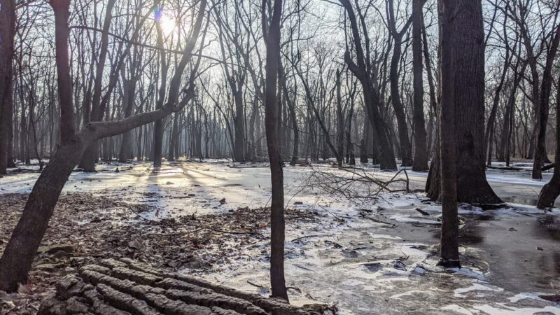 G.A.R. Woods - River Forest, IL