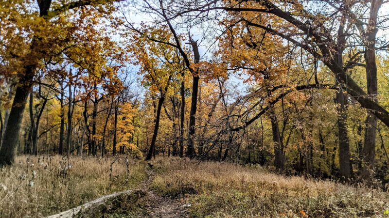 G.A.R. Woods - River Forest, IL