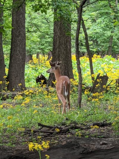 G.A.R. Woods - River Forest, IL