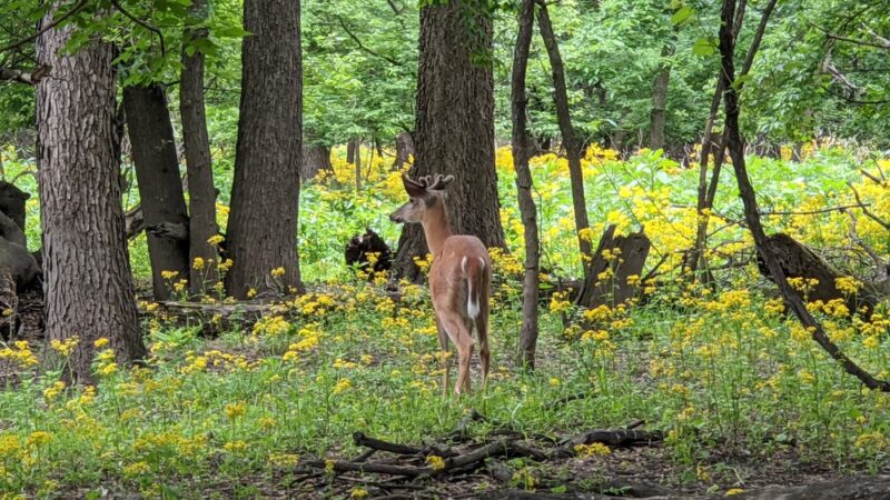 G.A.R. Woods - River Forest, IL